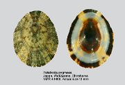 Patelloida pygmaea